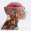 Medical teaching sample 2 - PolyJet 3D printing